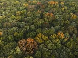 Pădurea Băneasa, 331 de hectare de arie naturală protejată